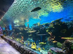 -华夏文旅海洋公园