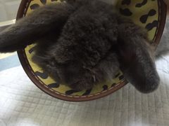 -伟伟宠物医院·瑞派猫友好医院·猫科(光谷店)