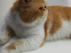 -糯米喵星人·撸猫猫舍咖啡馆(西市场嘉华店)