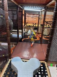 -卡通尼·Safari非洲探索乐园·生日会(金桥国际商业广场店)