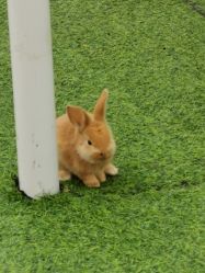 -萌宠亲子动物乐园(槐房万达店)