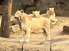 -北京野生动物园