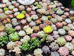 -大学城夜市大排档(凤栖路店)