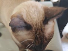 -喵园·猫主题咖啡厅·撸猫·猫咖(国贸店)