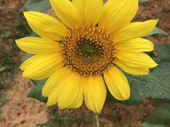 -松山湖梦幻百花洲