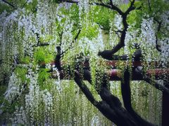 -嘉定紫藤园