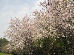 -洛阳市隋唐城遗址植物园