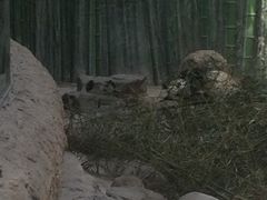 -北京动物园