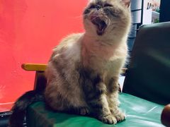 -猫色咖啡·猫咖
