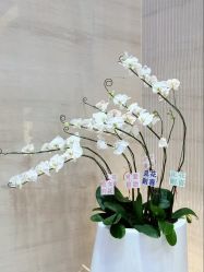 -深圳艺星医疗美容医院