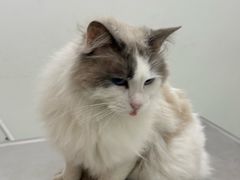 -汪喵宠物医院·骨科心脏影像·犬猫急重症ICU诊疗中心(成华分院)