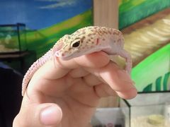 -藦茜花园宠物主题亲子互动体验馆(国顺东路店)