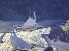 -烟台海昌鲸鲨海洋公园