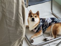 -怪兽屋·羊驼·猫咖·狗咖(俊华广场店)