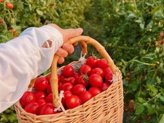 -上膳源有机农场