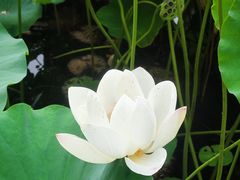 -莲花池公园