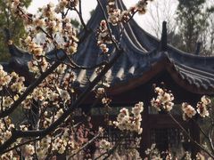 -梅花山(明孝陵内)