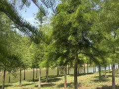 -合肥滨湖国家森林公园
