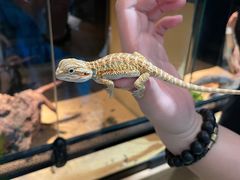 -酷以爬仙阁实体爬宠店·守宫·蜥蜴·专业繁育