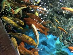 -烟台海昌鲸鲨海洋公园