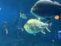 -烟台海昌鲸鲨海洋公园