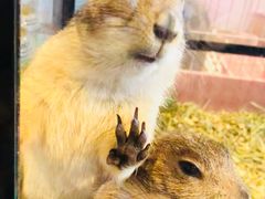 -藦茜花园宠物主题亲子互动体验馆(国顺东路店)