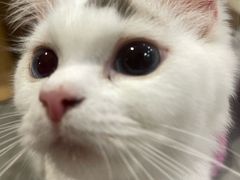 -楼上猫咖(罗湖店)