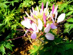 -艾溪湖湿地公园