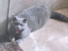 -瑞鹏宠物医院·猫科·宠保定点(梅溪湖分院)