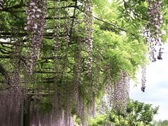 -嘉定紫藤园