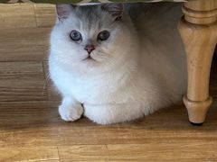 -猫小主咖啡·猫咖cat cafe(福田店)