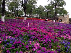 -松山湖梦幻百花洲