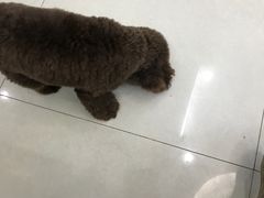 -瑞鹏宠物医院·微创内窥镜·骨外科·牙科(翠竹分院)