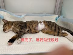 -灵美宠物诊所