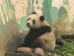 -中国大熊猫保护研究中心雅安碧峰峡基地