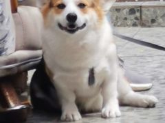 -顺强宠物诊所·狂犬免疫·夜诊·骨科(嘉定店)