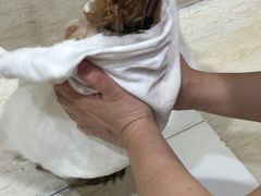 -暖阳宠物医院·犬猫康复中心·骨科