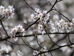 -高东镇樱花园