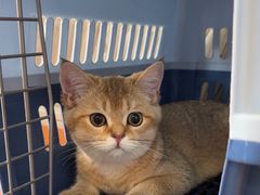 -爱侣宠医·鹦鹉专科·小型哺乳类·异宠专科(灵石路店)