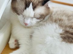 -飞行喵MR PILOT|猫舍·猫咖(静安大融城店)