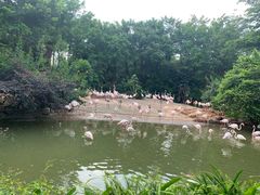 -广州长隆飞鸟乐园