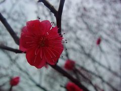 -香雪海