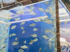 -原鄉本味 楚菜 丹江口鱼(北苑店)