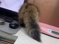 -宠颐生宠物医院·心肾内科·猫专科诊疗中心宠巢店
