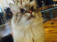 伊丽莎白-共舞时光猫咖·狗咖(新街口店)