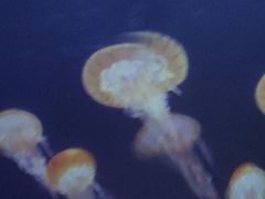 -贝壳梦幻世界