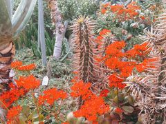 -深圳仙湖植物园