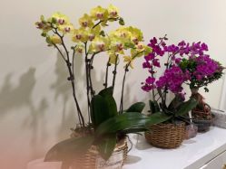 -海涛医疗美容·面部抗衰·注射美鼻