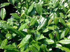 -文雅轩茶叶(锦和越界田林坊店)