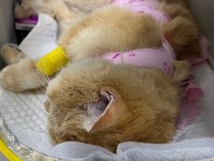 -纳吉亚猫专科动物诊疗中心(蒋宅口分院)